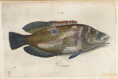 Papegøye (Nematistius pectoralis), illustrasjon fra 