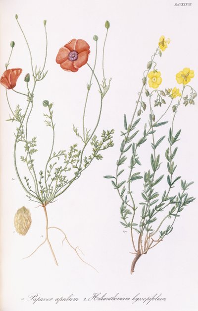 Valmueapule og Helianthemum hyssopifol, 1811-1838 av Italian School