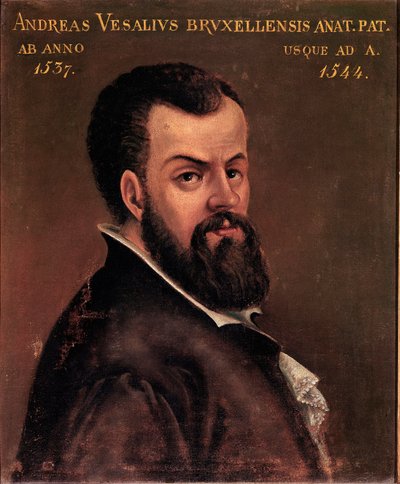Portrett av Andre Vesale (Andreas Vesalius) (1514-1564), anatom og doktor av Charles V anonymt maleri av den italienske skolen. Padua fra 1500-tallet, universitetet av Italian School