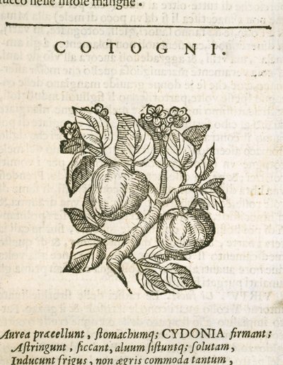 Quince (Cydonia oblonga), gravering av Castore Durante av Italian School