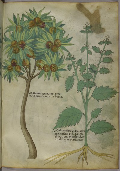 Sloane 4016 f.36 'Treatise on Herbs', ca. 1440 (vellum) av Italian School