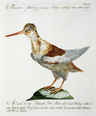 Snipe, ca. 1767-76 (håndfarget gravering) av Italian School