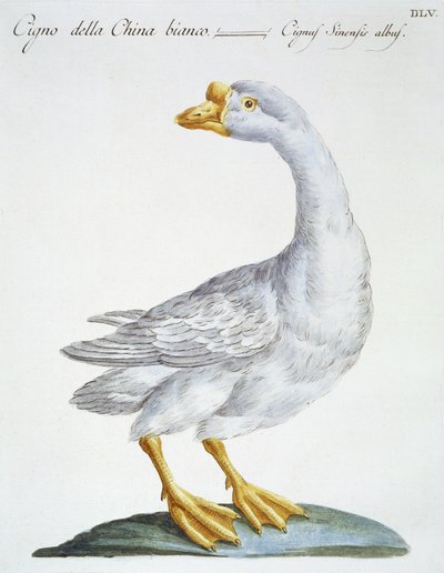 Svane, ca. 1767-76 (håndfarget gravering) av Italian School