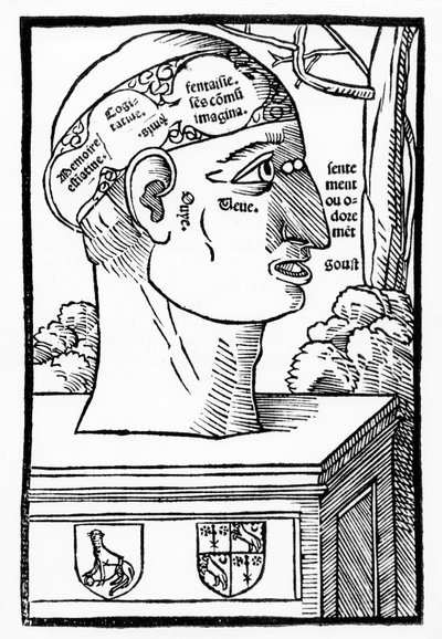 Hjernen og menneskelige fakulteter, fra Anatomia Mundini, fransk utgave, utgitt 1537 av Italian School