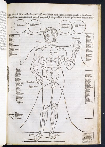 Den mannlige anatomien, fra Fascilulus Medicinae av Johannes de Ketham (d.c.1490) 1400-1500-tallet av Italian School