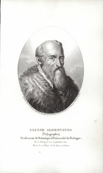Ulisse Aldrovandi av Italian School