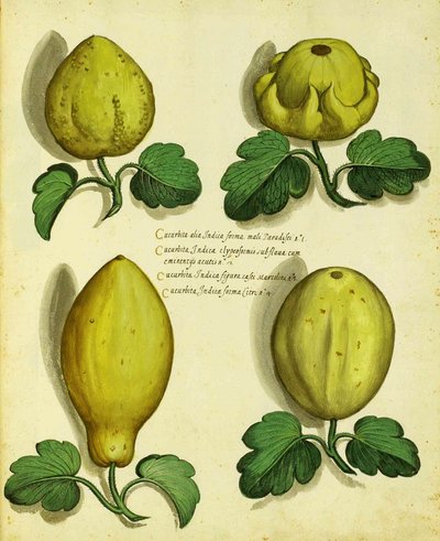 Varianter av Heirloom Squash av Ulisse Aldrovandi av Italian School
