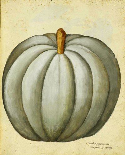 White Squash av Ulisse Aldrovandi av Italian School
