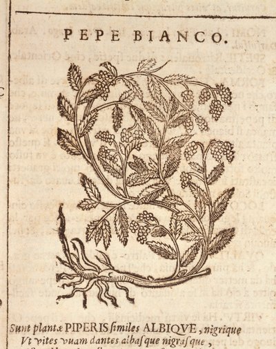 Hvit pepper fra sort pepperplante (Piper nigrum), gravering av Castore Durante av Italian School