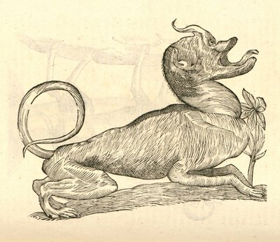 illustrasjon av Canis monstroso capite fra Aldrovandis History of Monsters, 1642 av Italian School