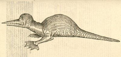 illustrasjon av Draco marinus monophthalmos bipes fra Aldrovandis History of Monsters, 1642 av Italian School
