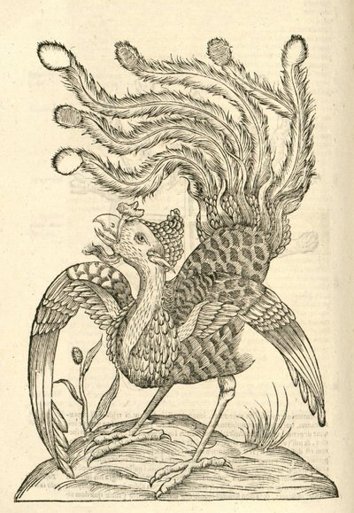 illustrasjon av Gallus Indicus auritus tridactylus fra Aldrovandis History of Monsters, 1642 av Italian School