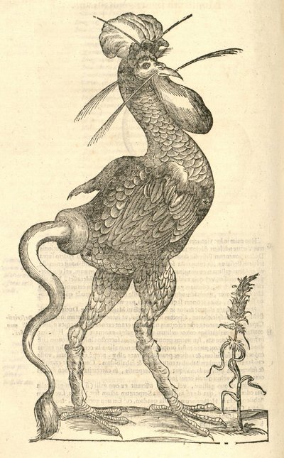 illustrasjon av Gallus monstrosus fra Aldrovandis History of Monsters, 1642 av Italian School