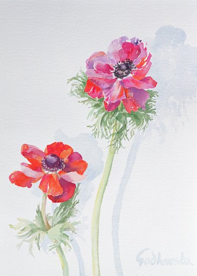 Anemone, 1998 (wc på papir) (se 124451) av Izabella Godlewska de Aranda