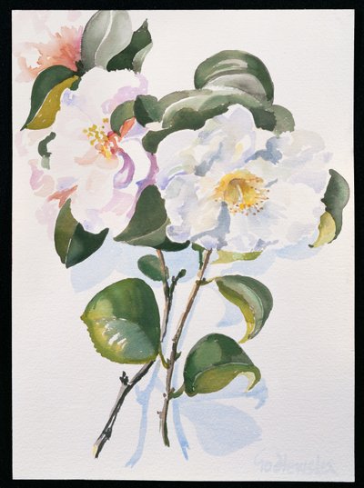 Camelia, 1998 (wc på papir) av Izabella Godlewska de Aranda