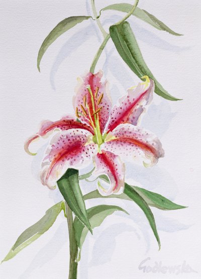 Lily, 1998 (wc på papir) (se også 124443 og 124445) av Izabella Godlewska de Aranda
