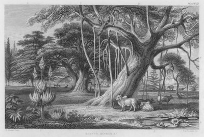Banyan, Boabob etc (farget gravering) av J. (after) Stewart