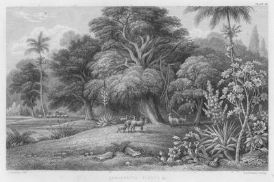 Prydplanter etc (farget gravering) av J. (after) Stewart