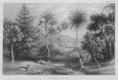 Palmer, furu etc (farget gravering) av J. (after) Stewart