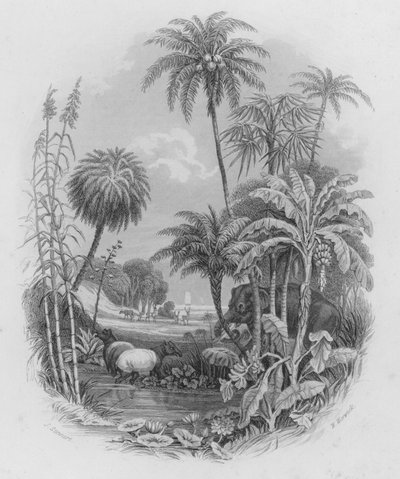 The Vegetable Kingdom (farget gravering) av J. (after) Stewart