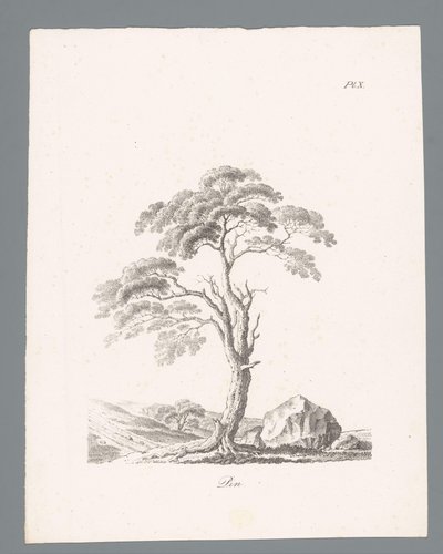Den Pin (tittel på objekt) Studies van bomen (serietittel) Études d'arbres (serietittel) av J. Bernard