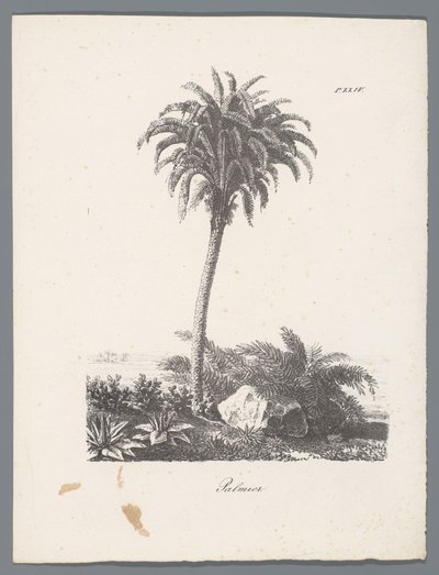 Palmetre Palmier (tittel på objekt) Studier av trær (serietittel) Etudes d