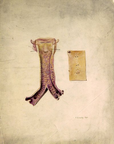 Trachea Study (akvarell på papir) av J. Counolly