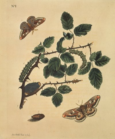 Sommerfugler, larver og planter: Tavle 1, av J. Dutfield av J. Dutfield