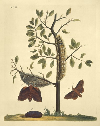 Sommerfugler, larver og planter: Tavle nr. 111 av J. Dutfield av J. Dutfield