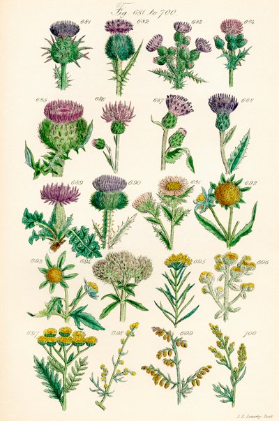 Side med fargeillustrasjoner fra British Wild Flowers etter et verk av J. E. Sowerby og C. P. Johnson av J. E. and Johnson C. P.  Sowerby