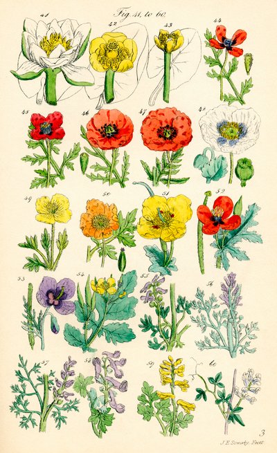 Side med fargeillustrasjoner fra British Wild Flowers etter et verk av J. E. Sowerby og C. P. Johnson av J. E. and Johnson C. P.  Sowerby
