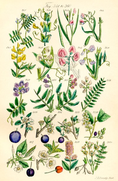Side med fargeillustrasjoner fra British Wild Flowers etter et verk av J. E. Sowerby og C. P. Johnson av J. E. and Johnson C. P.  Sowerby