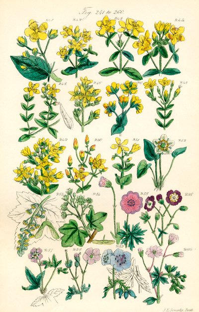 Side med fargeillustrasjoner fra British Wild Flowers etter et verk av J. E. Sowerby og C. P. Johnson av J. E. and Johnson C. P.  Sowerby