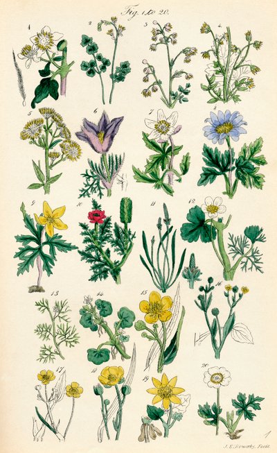 Side med fargeillustrasjoner fra British Wild Flowers etter et verk av J. E. Sowerby og C. P. Johnson av J. E. and Johnson C. P.  Sowerby