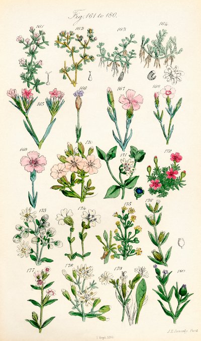 Side med fargeillustrasjoner fra British Wild Flowers etter et verk av J. E. Sowerby og C. P. Johnson av J. E. and Johnson C. P.  Sowerby