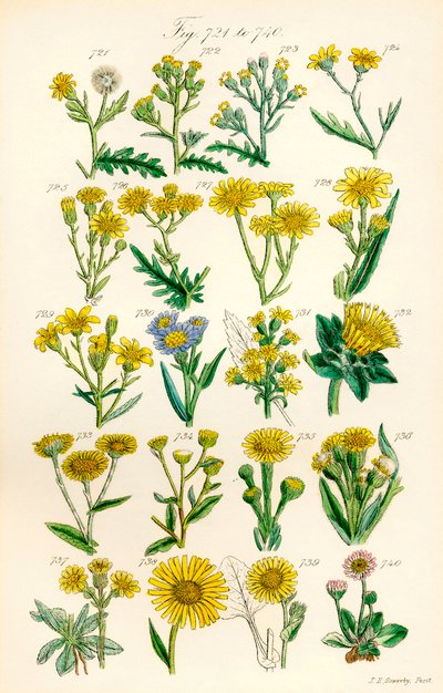 Side med fargeillustrasjoner fra British Wild Flowers etter et verk av J. E. Sowerby og C. P. Johnson av J. E. and Johnson C. P.  Sowerby