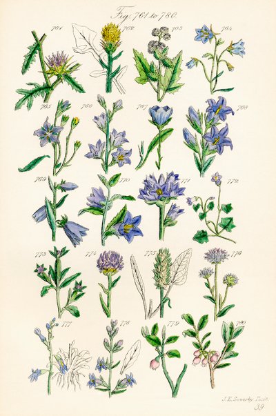 Side med fargeillustrasjoner fra British Wild Flowers etter et verk av J. E. Sowerby og C. P. Johnson av J. E. and Johnson C. P.  Sowerby