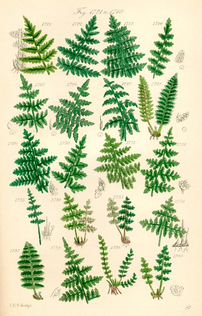 Jahangir, 17th century.    1206396   no       norwegian Successfully Translated  Original: Le Charge d Translat: Le Charge d 1334293 no norwegian Successfully Translated Original: Horse with Head Lowered, 1880searly 1890s. Translat: Keizerskroon, orchidee  av J. E. and Johnson C. P.  Sowerby