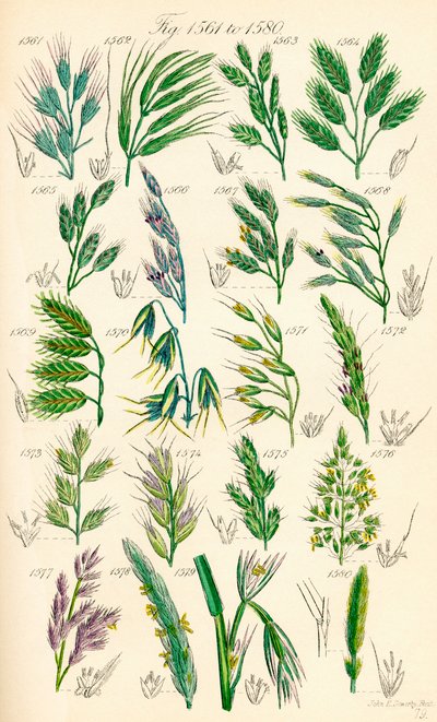 Side med fargeillustrasjoner fra British Wild Flowers etter et verk av J. E. Sowerby og C. P. Johnson av J. E. and Johnson C. P.  Sowerby