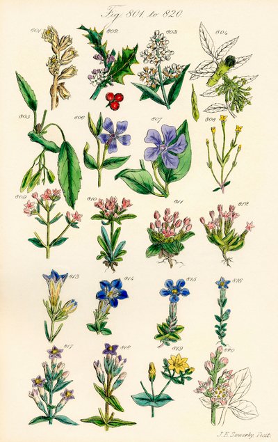 Page of colour illustrations from British Wild Flowers after a work by J. E. Sowerby and C. P. Johnson   1410602   no       norwegian Successfully Translated  Original: Georgia OKeeffe Translat: Georgia O