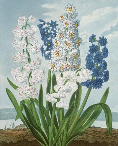 Hyacinths, gravert av Warner, fra 