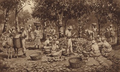 Å bryte kakaobelger i Trinidad (litho) av J. Macfarlane