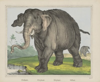 Elefant. / Elefant. / Elefant. / Olifant (tittel på objekt) av J. Scotti