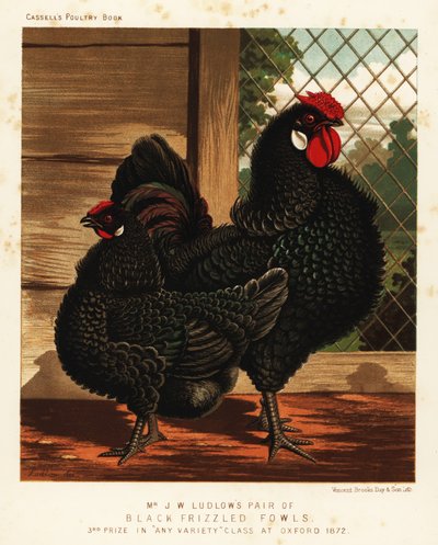 Svart kruset fugl, hane og høne av J. W. (after) Ludlow