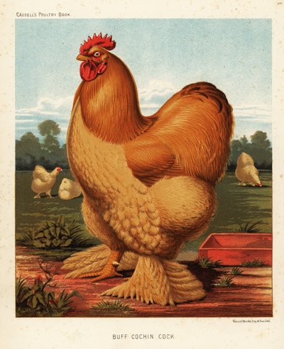Buff cochin kuk av J. W. (after) Ludlow