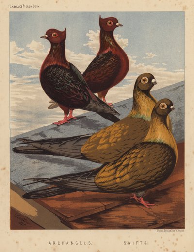 Duer: Erkeengler; Swifts (farge litho) av J. W. (after) Ludlow