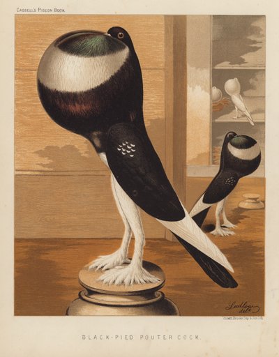 Duer: Black-Pied Pouter Cock (farge litho) av J. W. (after) Ludlow