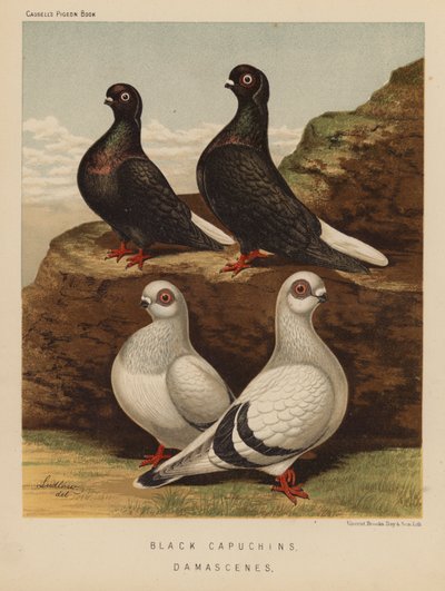 Duer: Svarte kapusiner; Damascenes (farge litho) av J. W. (after) Ludlow