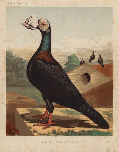 Duer: Black Carrier Cock (farge litho) av J. W. (after) Ludlow