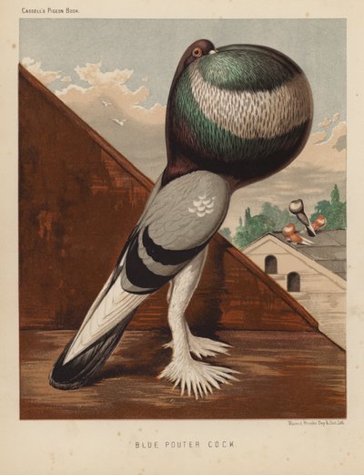 Duer: Blue Pouter Cock (farge litho) av J. W. (after) Ludlow